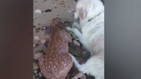 Видео: собака спасла тонущего олененка