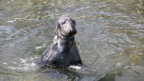 Видео: в Энту резвится ручной тюлень